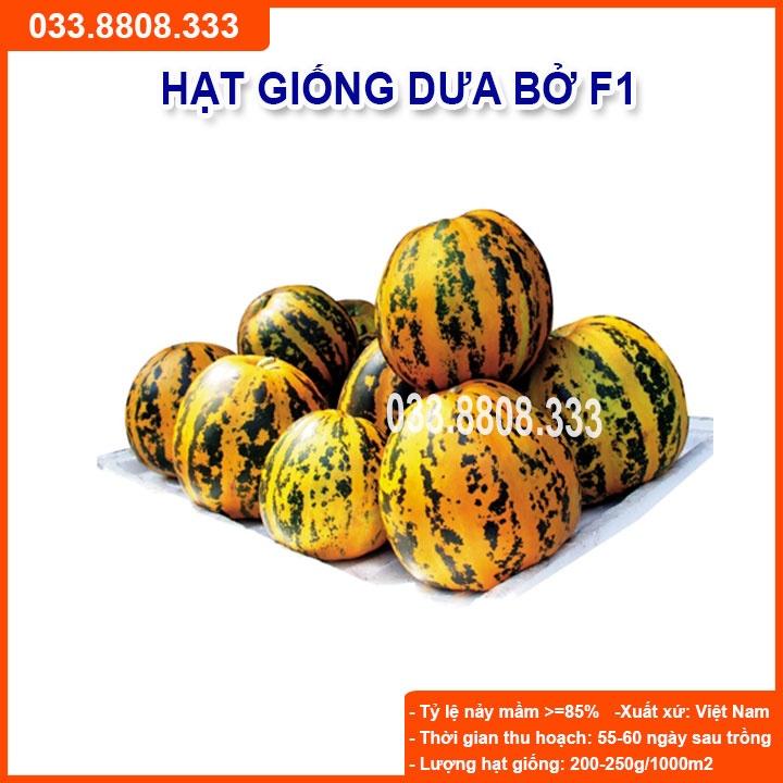 Hạt Giống Dưa Bở - Dưa Dễ Trồng Tại Nhà