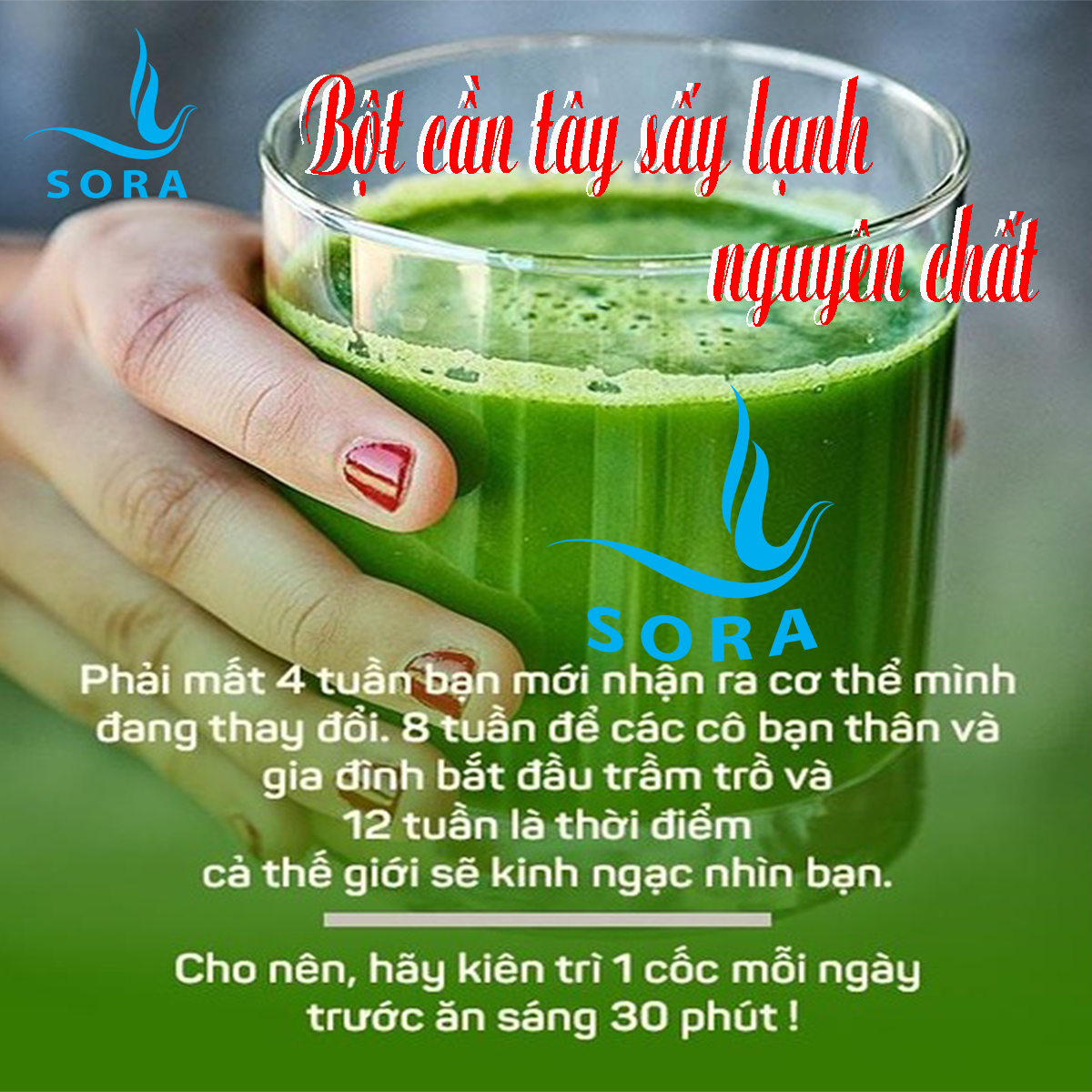 Sora Bột cần tây sấy lạnh nguyên chất