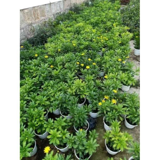 Cúc Thân Gỗ cam kết chất lượng