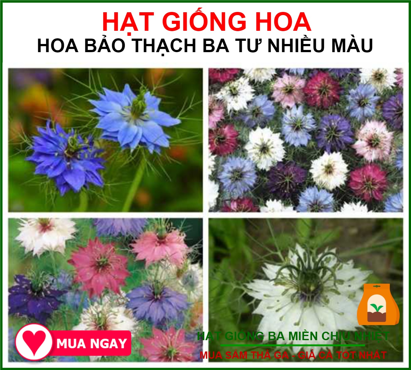 Hạt giống hoa bảo thạch ba tư nhiều màu