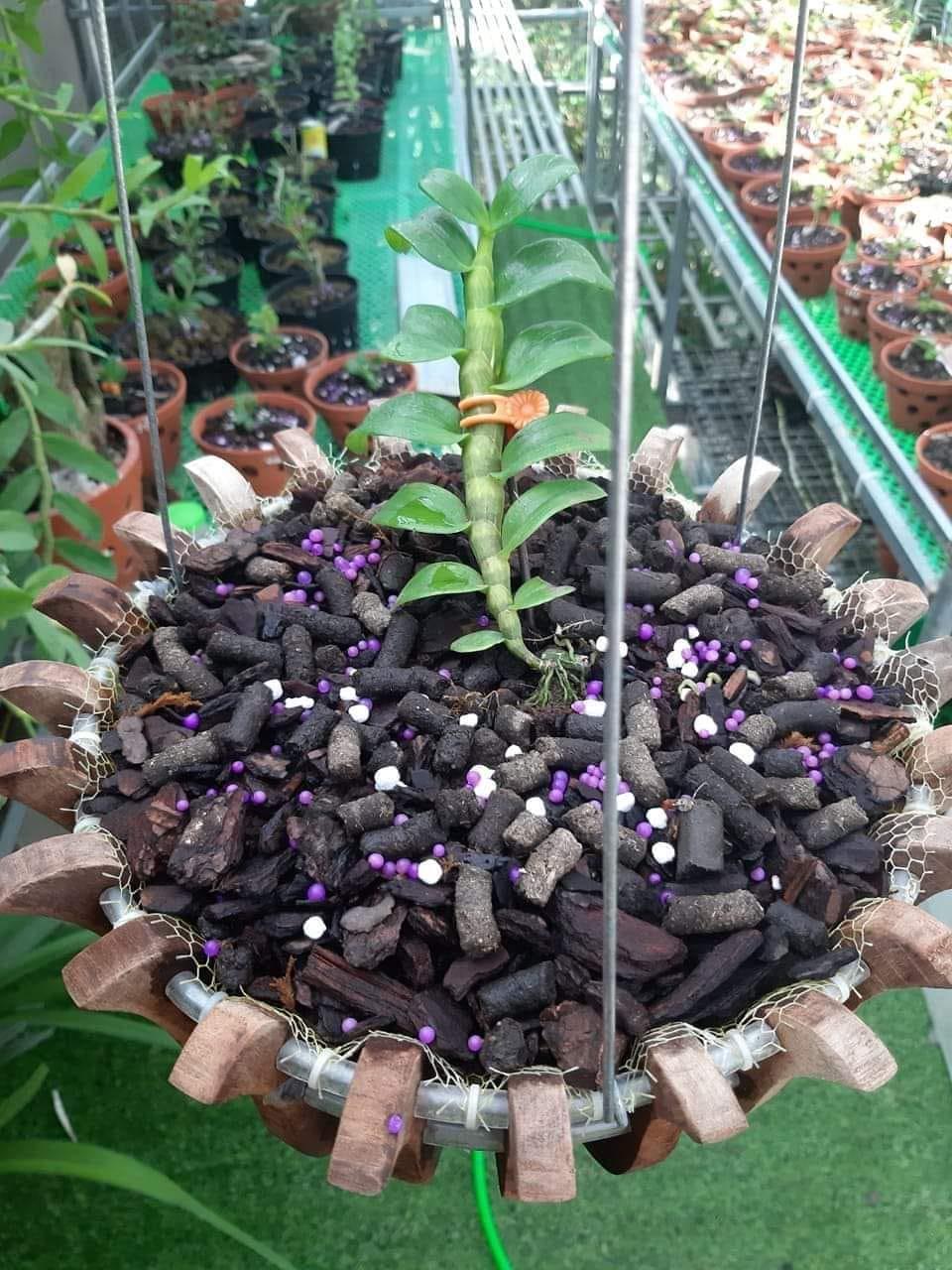 LAN PHI ĐIỆP ĐỎ CÁNH MAI