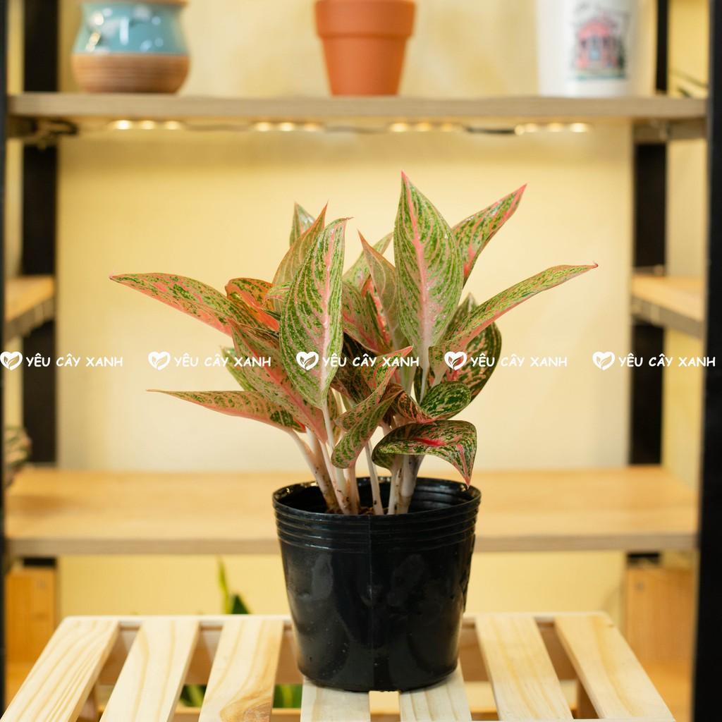 Cây Cung Điện Vàng để bàn kèm chậu