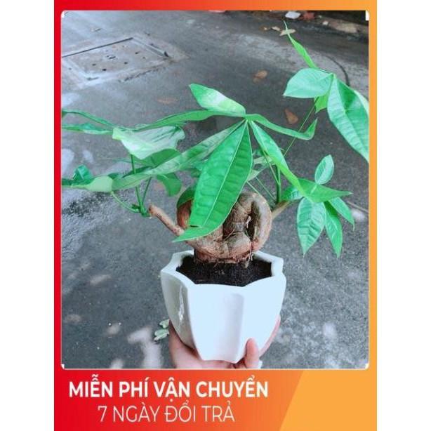 Chậu Kim Ngân Nơ