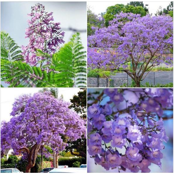 Hạt giống hoa phượng vĩ tím 5 hạt/gói