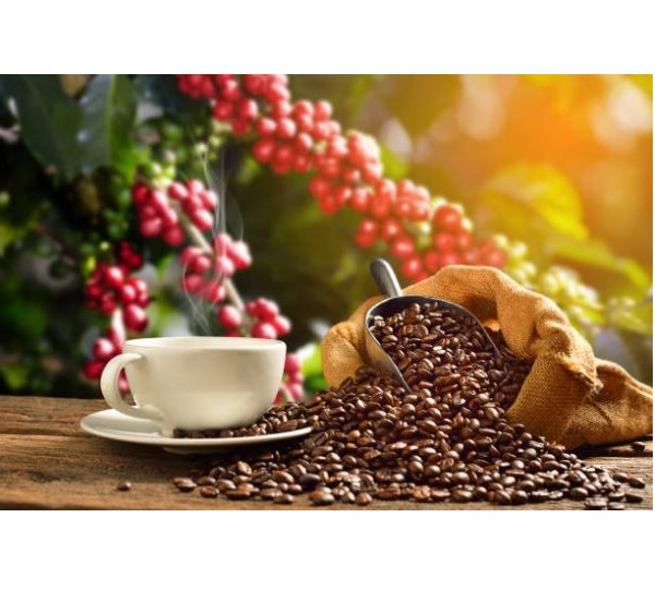 Cà Phê Rovina VIP Pha Phin - Gói 500gr Mùi Vị Đặc Trưng Cân Bằng Phù Hợp Với Khách Hàng Thích Uống Cafe Có Mùi Thơm Quyến Rũ, Chua Nhẹ. Đúng Gu Âu