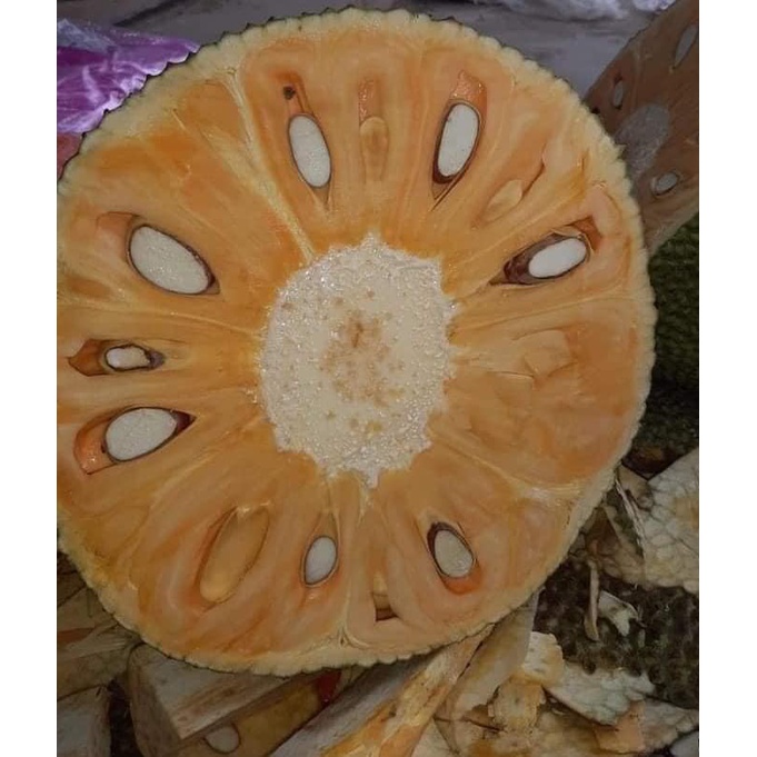 Ây Giống Mít nghệ tứ quý