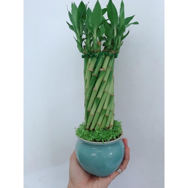 Chậu chúc phát tài hình xoắn trụ