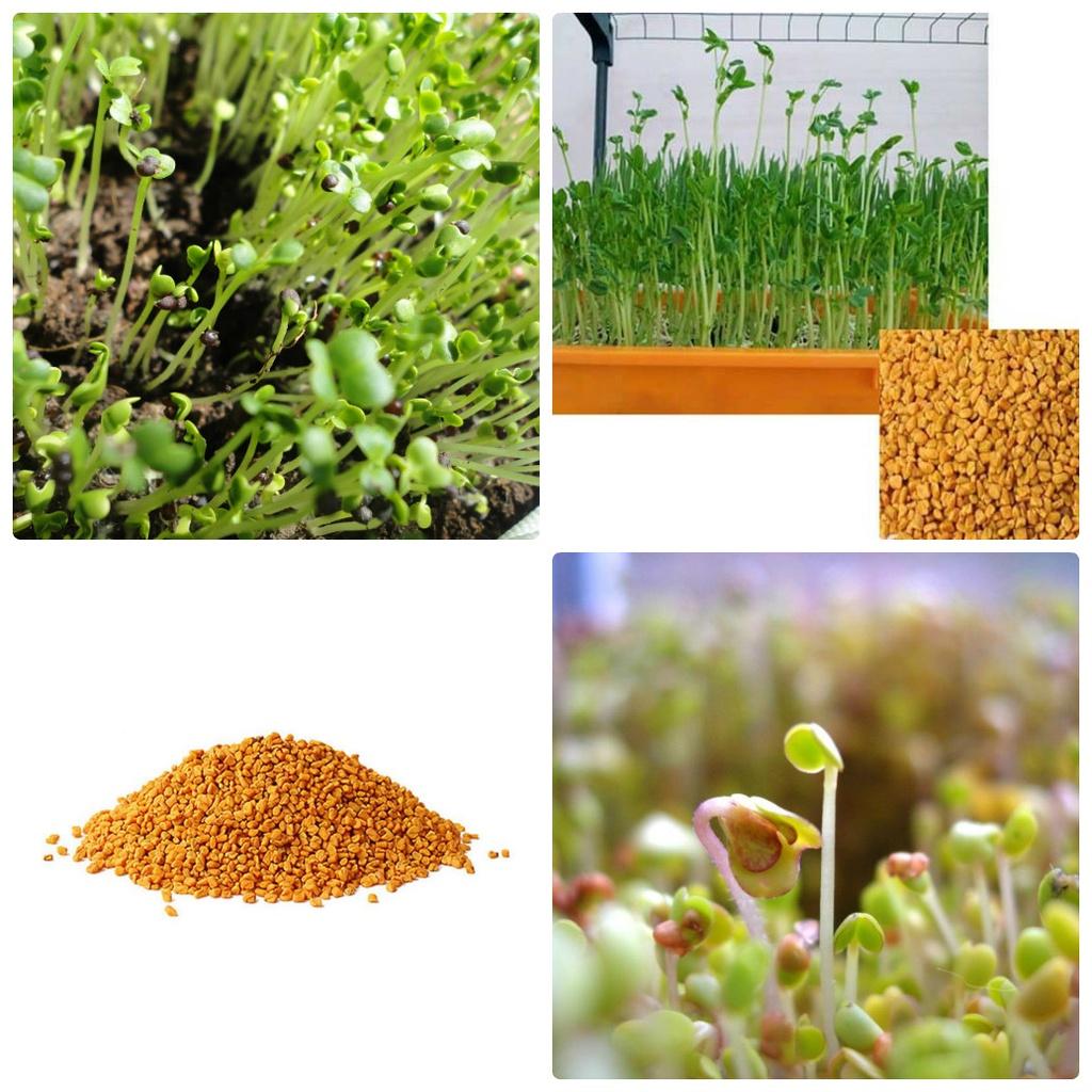 Hạt giống rau ăn mầm thảo dược mêthi -1 gói 20 gram
