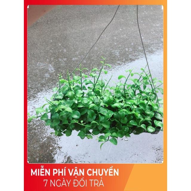 Chậu Đô La