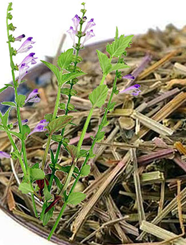 Trà Cây bán chi liên ( Cây bán chi liên khô ) - Sản phẩm sạch đạt chuẩn ATTP