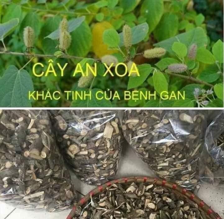 Cây an xoa khô 1kg