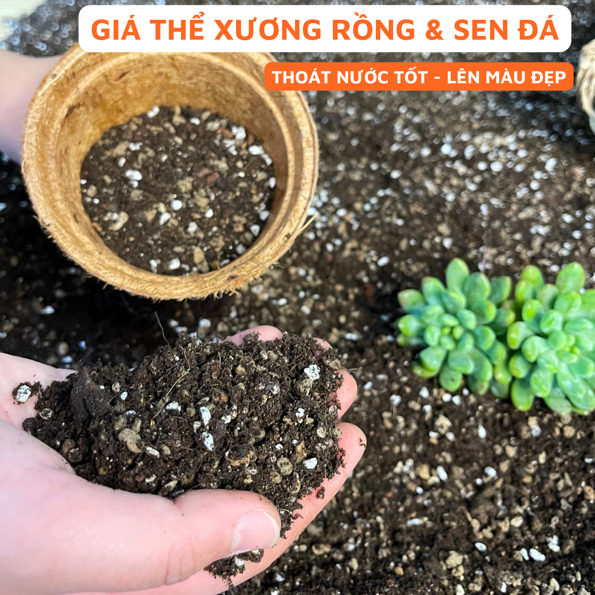 Giá Thể Trồng Xương Rồng, Sen Đá Cao Cấp Ficoco
