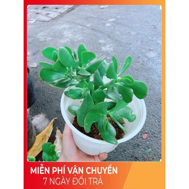 Chậu Ngọc Bích