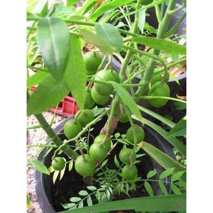 Cây giống cóc thái
