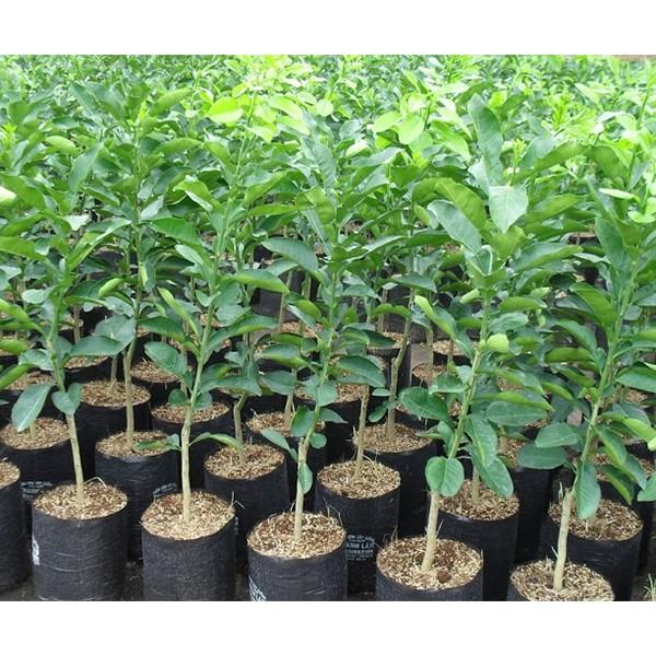 Cây giống Bưởi năm roi