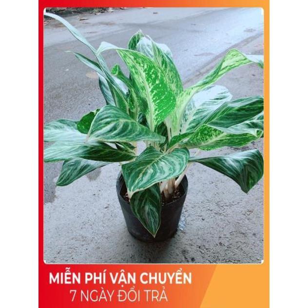 Cây Huy Hoàng Size Lớn