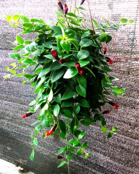 Chậu LAN SON MÔI, chậu lớn hoa cực đẹph