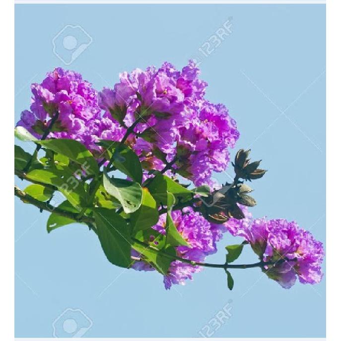 Hạt Giống Cây Hoa Bằng Lăng Tím KNS3512 - Gói 30 Hạt