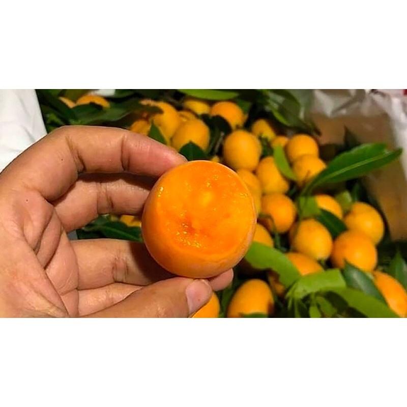 Cây giống thanh trà ngọt chuẩn giống.