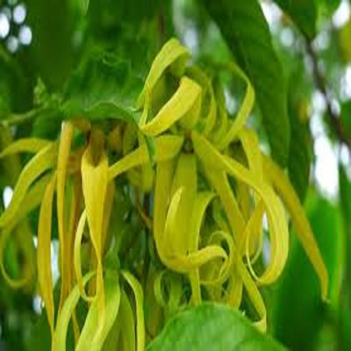 BẦU CÂY GIỐNG HOA DẺ THƠM - NBCGHDT