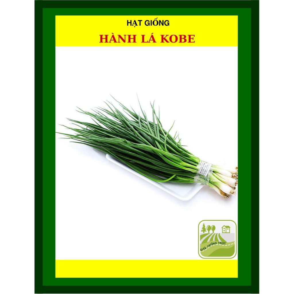 10 gram Hạt Giống Hành Lá Kobe Cây Cứng, Dày, Thơm