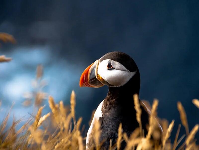 Ugreen UG1040210402TK 15CM Màu Trắng Cáp chuyển đổi Mini DP sang DVI 24 + 5 - HÀNG CHÍNH HÃNG