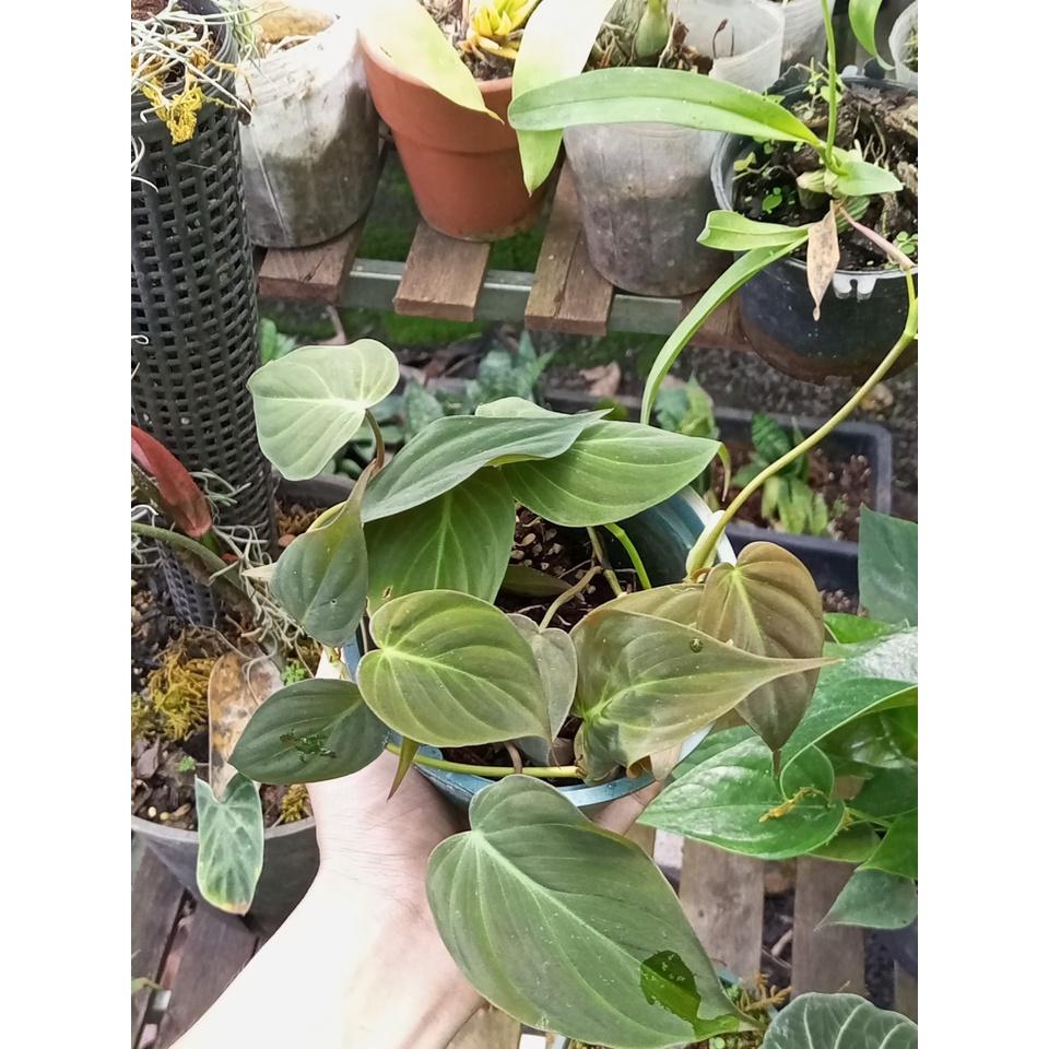 Cây trầu bà Philodendron Micans (trầu bà lá nhung)