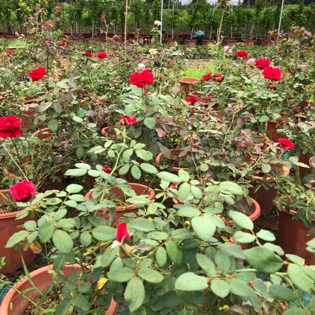 Cây hoa hồng cổ HẢI PHÒNG cao 50-60cm cầy nhiều nhánh hoa đỏ tươi cực đẹp  cực thơm thích hợp làm cây leo giàn
