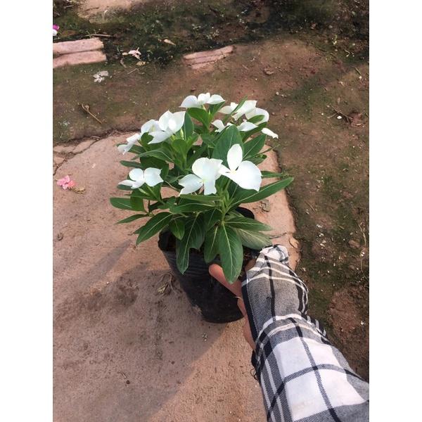 Cây hoa dừa cạn đứng và rủ ,đã có hoa và nụ cây trang trí ban công ,bồn hoa