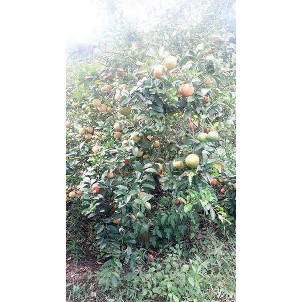 Combo 10 Cây giống chanh đào