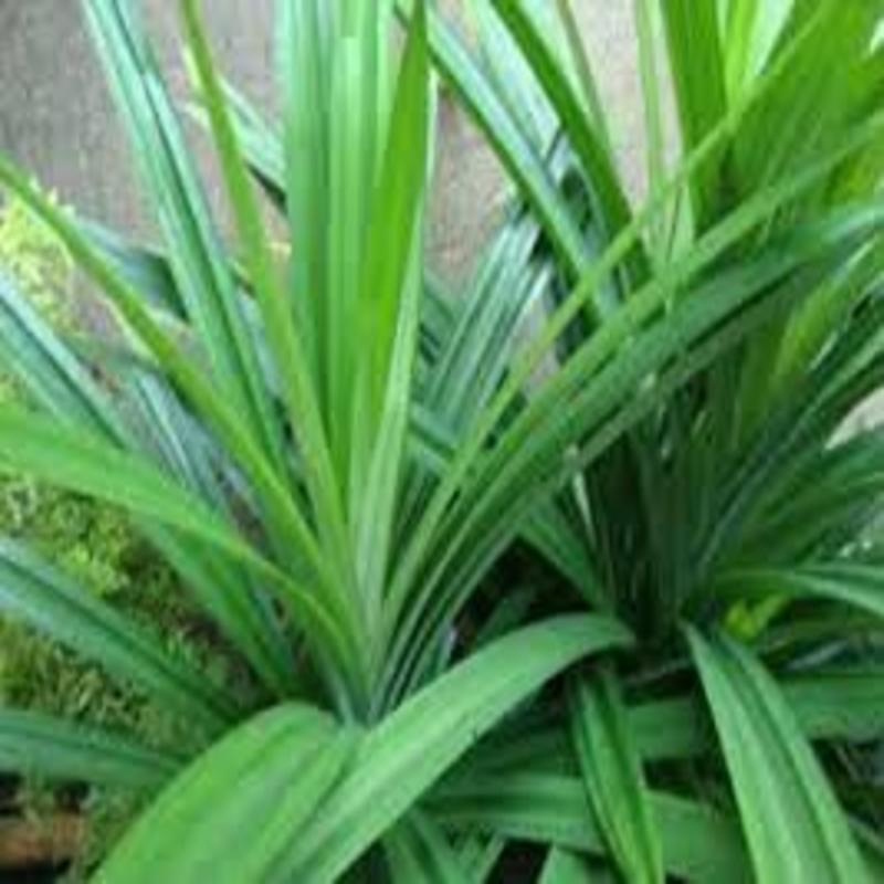 Cây lá Nếp thơm giống