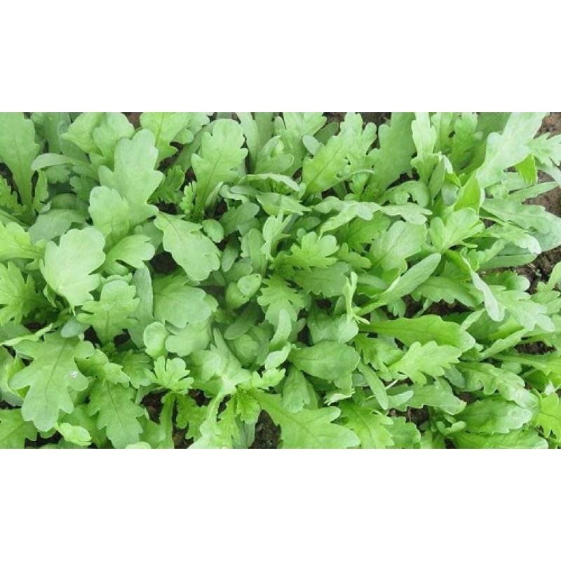 Hạt giống Cải Cúc Nếp