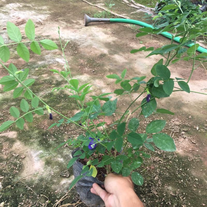 Cây đậu biếc leo giàn trồng bịch đen