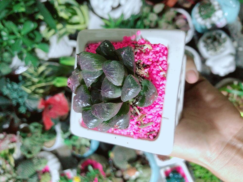 Chậu Cây Kim Cương  Màu Tím