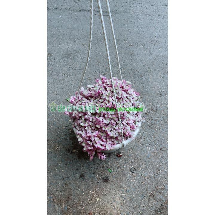 Chậu Thài Lài Hồng