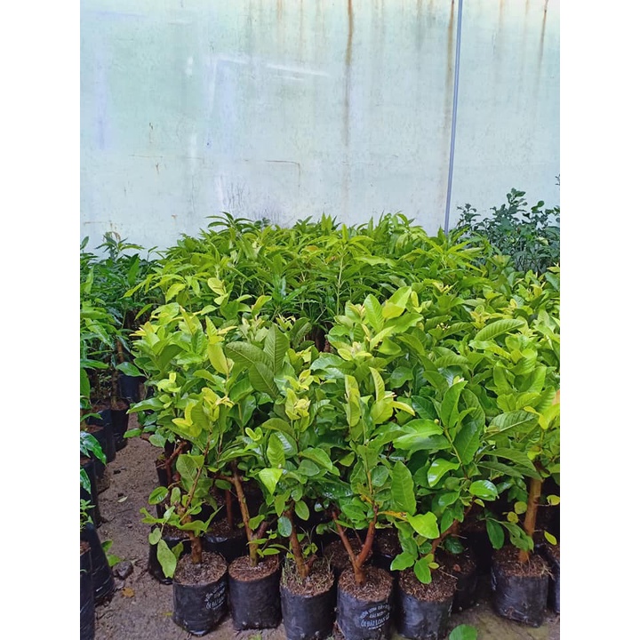 Cây Giống Ổi Sẻ
