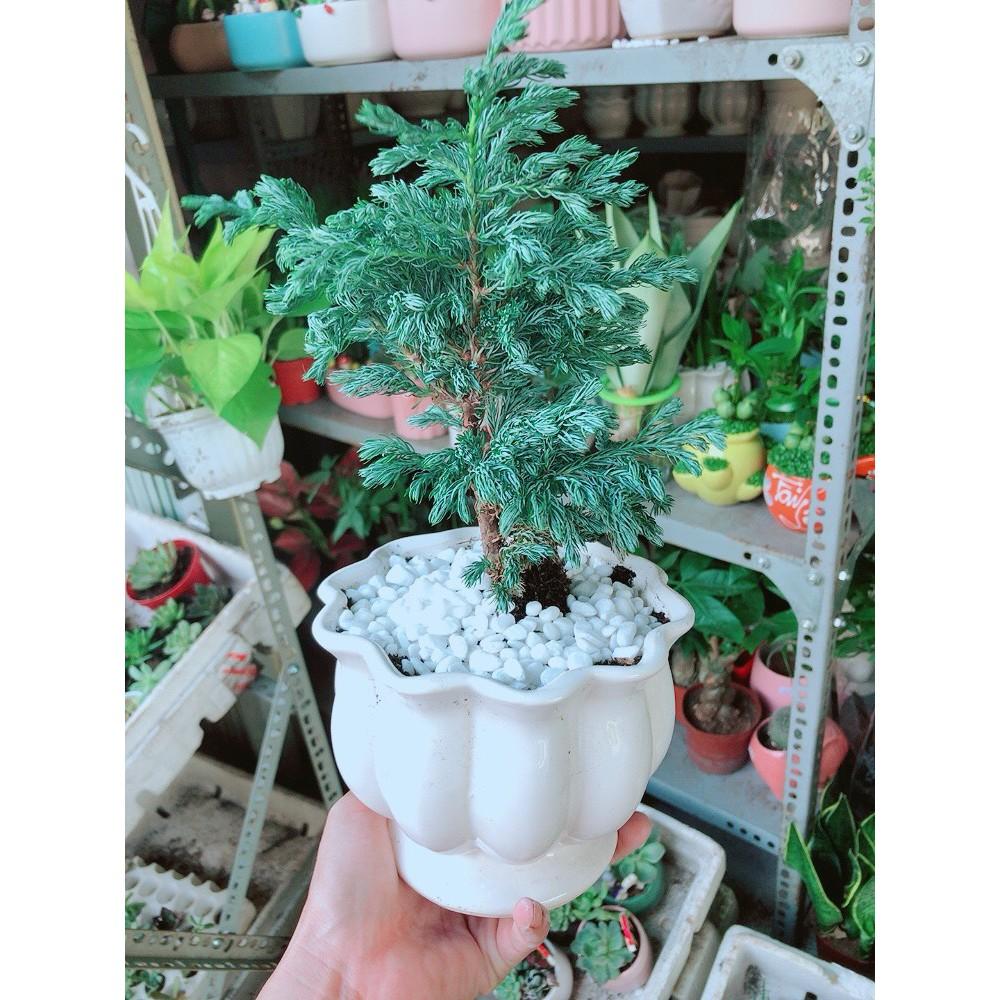 Cây Tùng Tuyết Hay Tùng Bạc Tuyết Tùng
