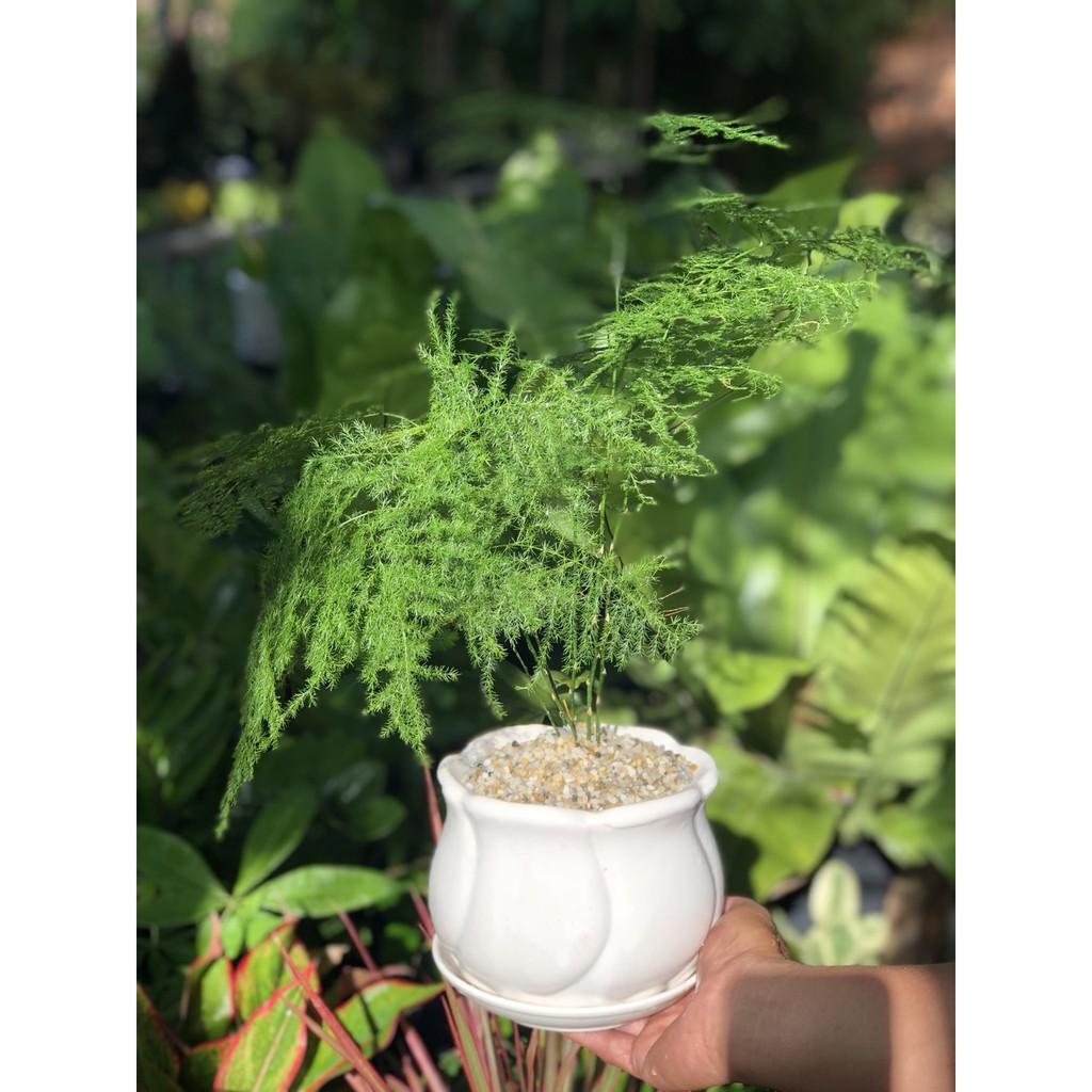Chậu Sứ Cây Thủy Tùng để bàn