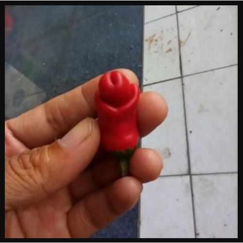 Hạt ớt của quý ớt cu tí ớt peter