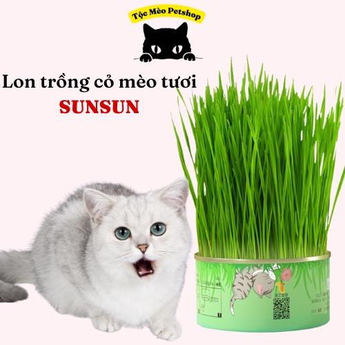 Lon trồng cỏ mèo tươi SUN SUN chống búi lông, giảm stress