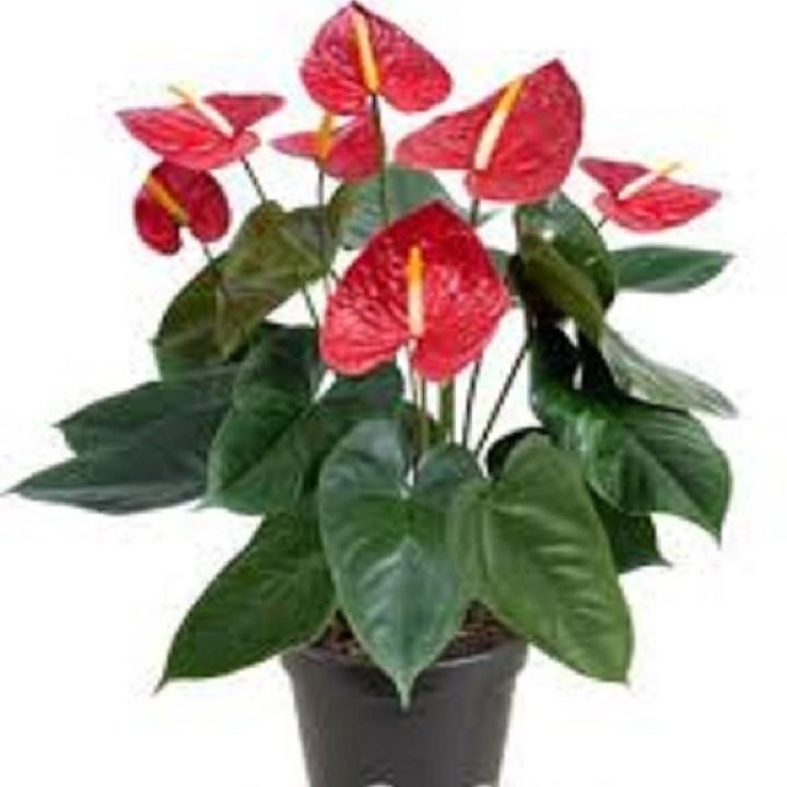 Chậu cây hồng môn để bàn cây đẹp chuẩn giống
