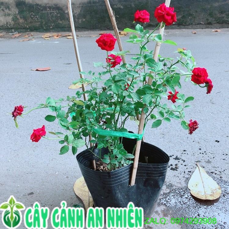 Bụi Hoa Hồng Siêu Nụ