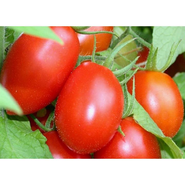 Hạt Giống Cà Chua F1 Siêu Kháng Bệnh - Phú Nông Seeds - Shop Phân Bón và Hạt Giống