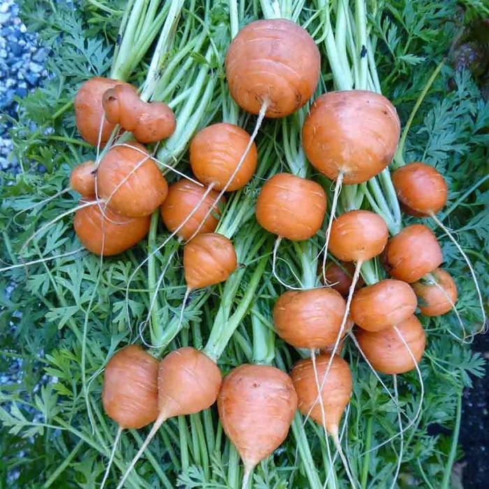 Hạt giống Cà rốt củ tròn Rado, đóng gói 2gr