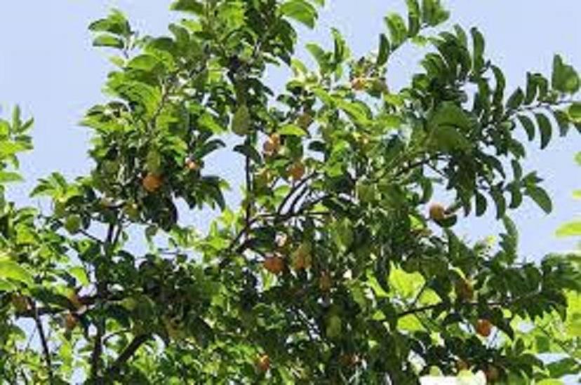 Cây chay, cây chay giống, cây đẹp, giống chuẩn