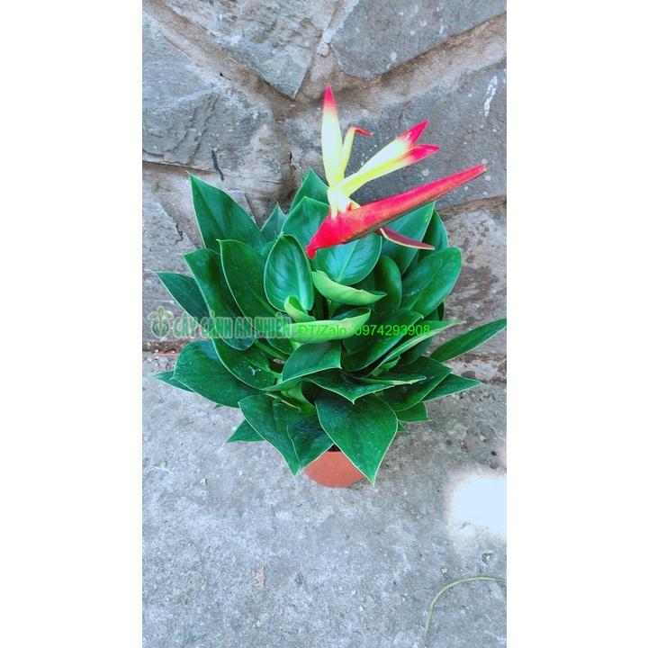 Chậu Cây Trầu Bà Đế Vương Xanh