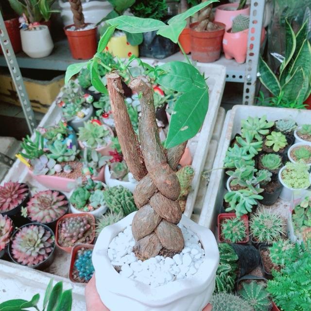 Chậu Kim Ngân 3 Thân