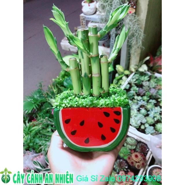 Chậu Trúc Phát Tài