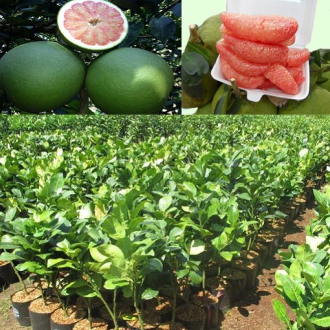 Cây giống BƯỞI DA XANH MIỀN NAM - HÀNG CHUẨN F1