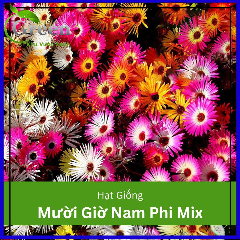 Hạt Giống Hoa Mười Giờ Nam Phi Mix (100H)